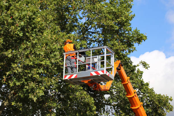 How Our Tree Care Process Works  in  Holiday Valley, OH